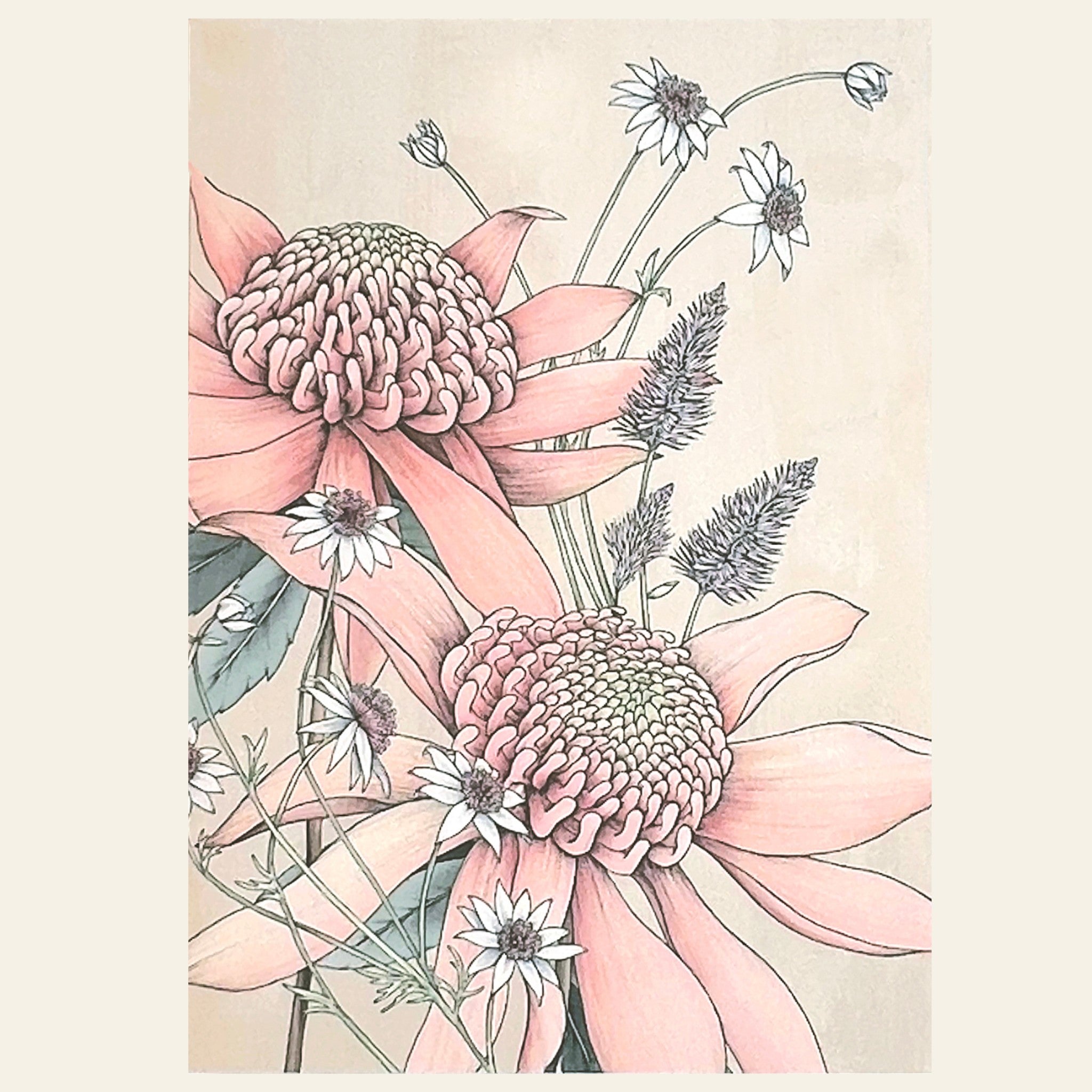 Australian pink waratah on a note card by Typoflora.
