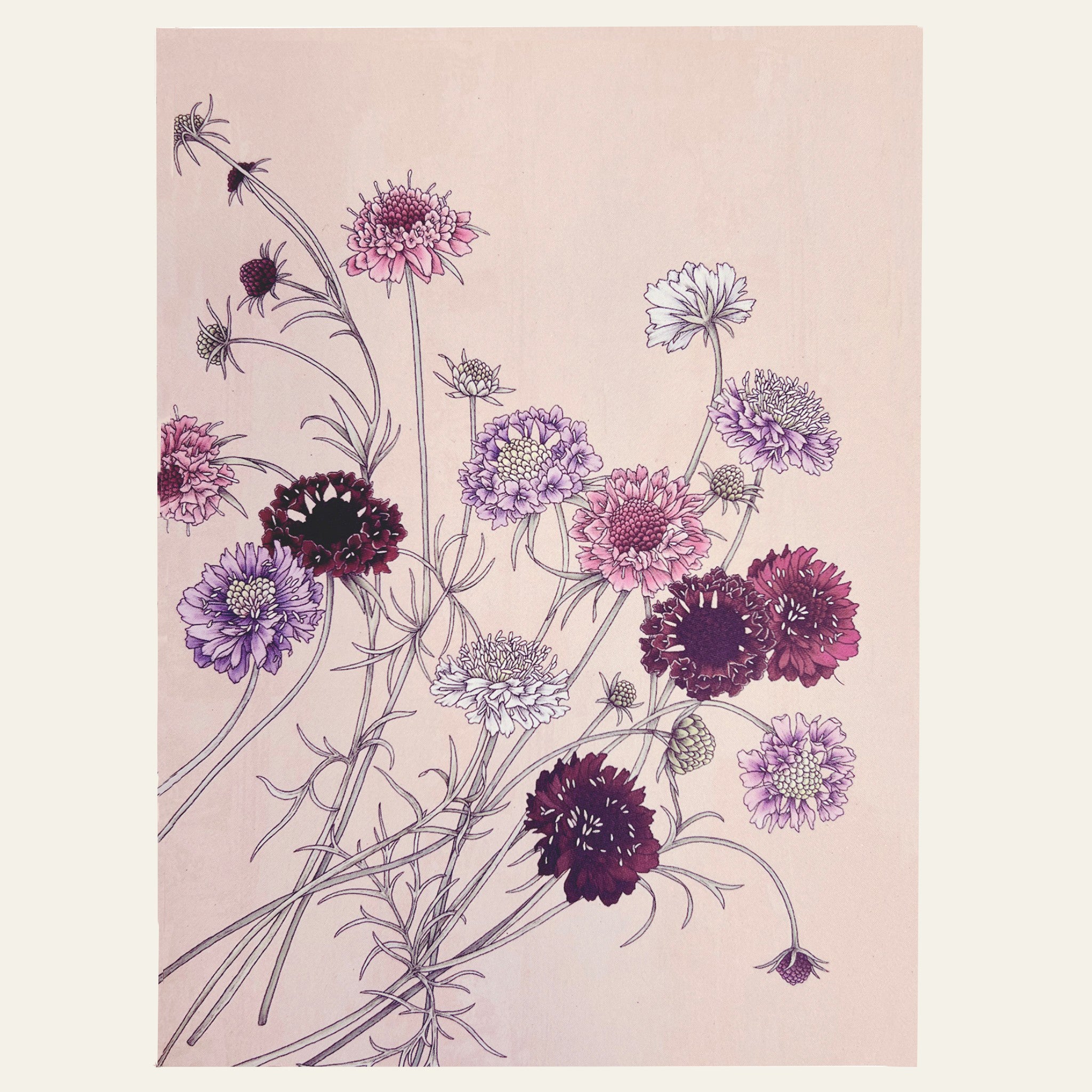 Note card with pincushion flowers by Typoflora.